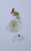 Dichrorampha plumbana